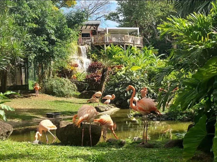 La Perle D'Alice Apartment Deshaies Guadeloupe